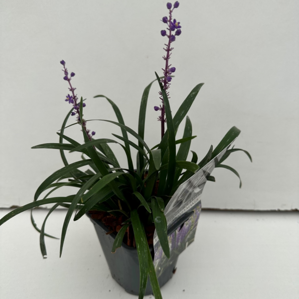 Liriope muscari 'Moneymaker'