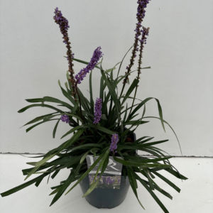 Liriope muscari 'Moneymaker'