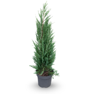 Juniperus scopulorum 'Blue Arrow'