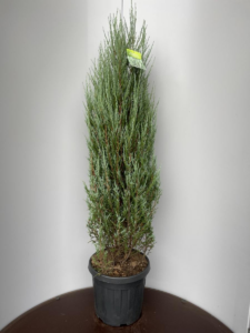 Juniperus scopulorum 'Blue Arrow'