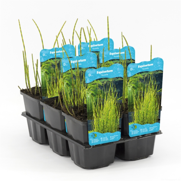 Equisetum fluviatile