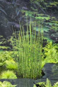 Equisetum hyemale