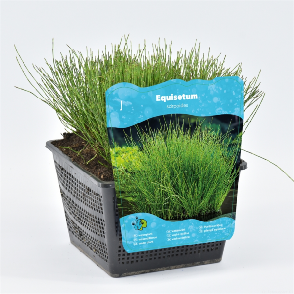 Equisetum scirpoides