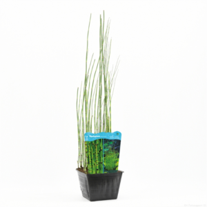 Equisetum hyemale