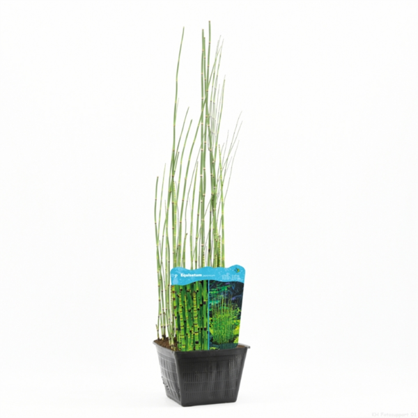 Equisetum hyemale