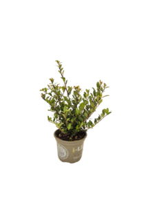 Ilex crenata Dark Green