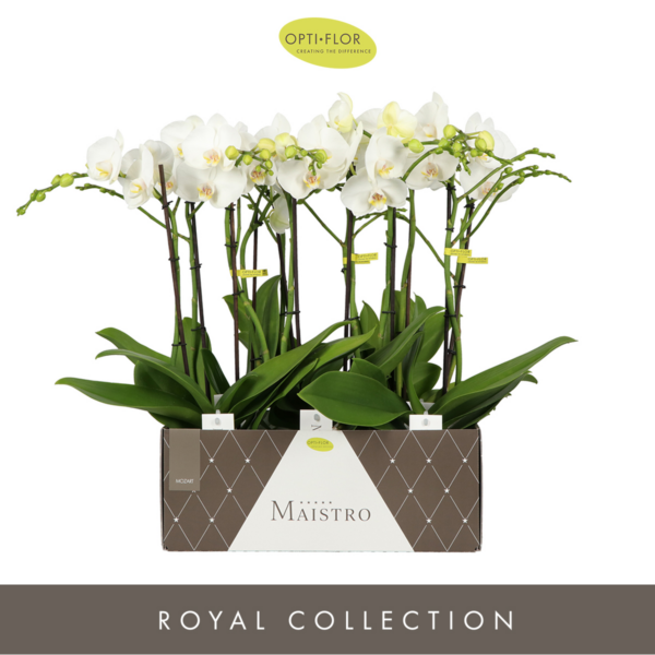 Phalaenopsis Maistro Mozart