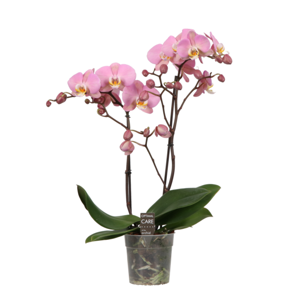 Phalaenopsis Funda