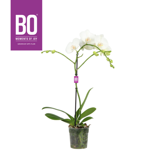 Phalaenopsis Funda Bo Collection