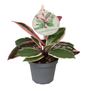 Aglaonema 'Greyhound' 6/tray