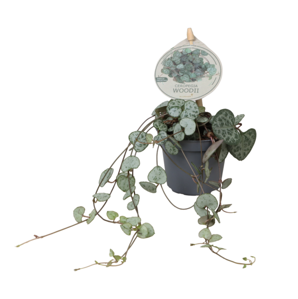 Ceropegia woodii subsp. woodii