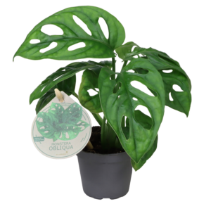 Monstera obliqua