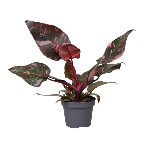 Philodendron 'Pink Princess Marble'