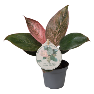 Philodendron 'Pink Bikini'