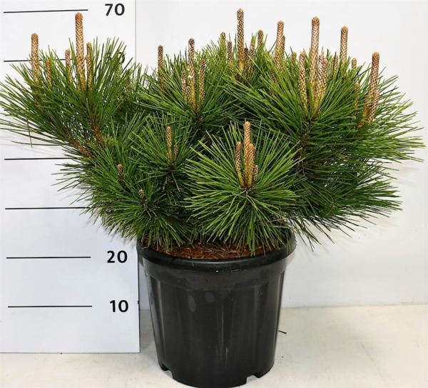 Pinus thunbergii Sayonara