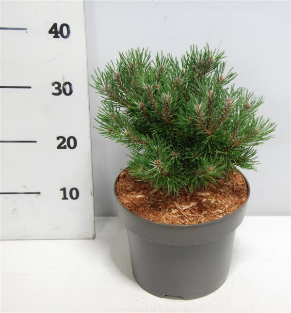 Pinus mugo Heideperle