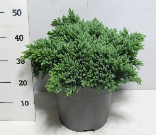 Juniperus squamata 'Blue Star'