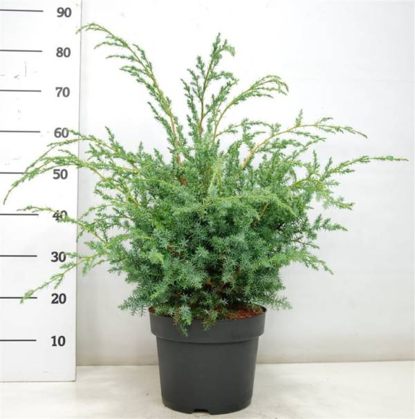 Juniperus chinensis 'Blue Alps'