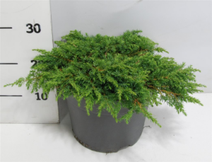 Juniperus communis 'Green Carpet'