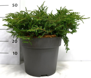 Juniperus communis 'Repanda'