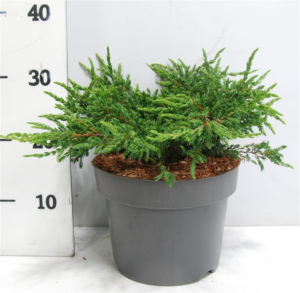 Juniperus communis 'Repanda'