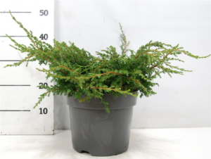 Juniperus communis 'Repanda'