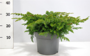 Juniperus conferta 'Schlager'