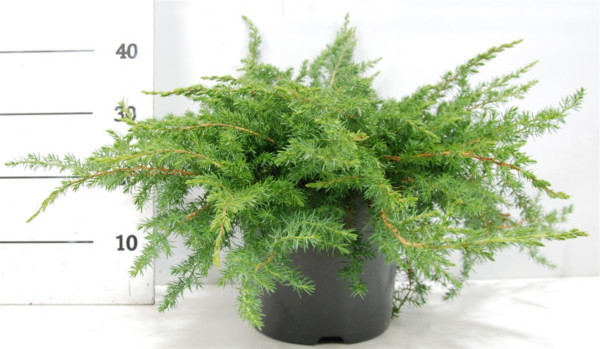 Juniperus conferta 'Schlager'