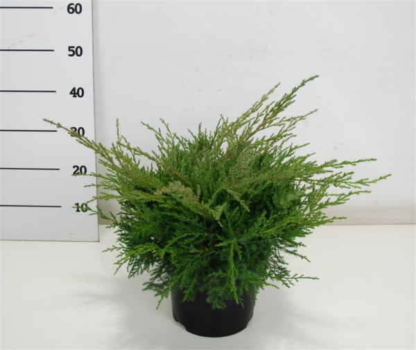 Juniperus x pfitzeriana 'Pfitzeriana Compacta'