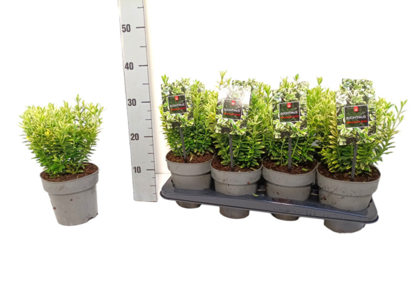 Euonymus japonicus 'Microphyllus Aureovariegatus'