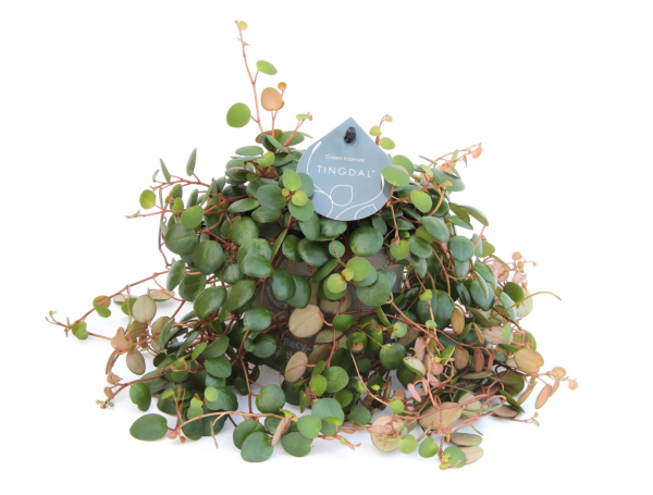 Peperomia 'Pepperspot'