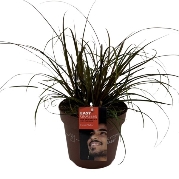 Uncinia unciniata 'Rubra'