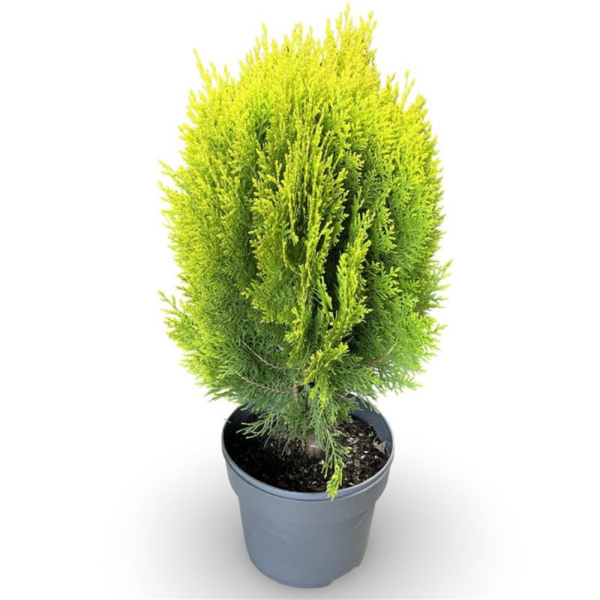 Thuja occidentalis Aurea Nana