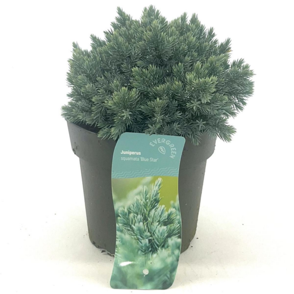 Juniperus squamata 'Blue Star'