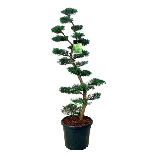 Juniperus virginiana 'Grey Owl'