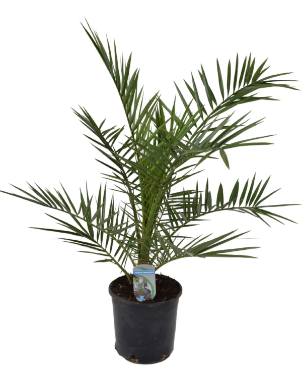 Phoenix canariensis