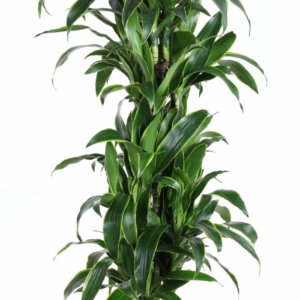 Dracaena fragrans (Deremensis Grp) 'Art'
