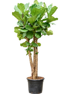 Ficus lyrata (180-200)