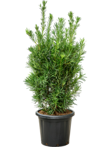 Podocarpus macrophyllus (140-160)