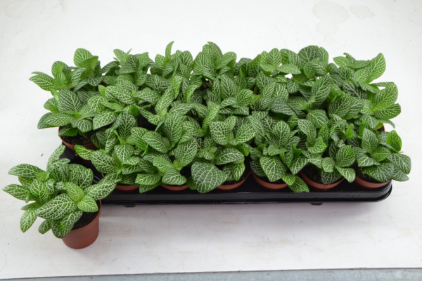 Fittonia Biancoverde