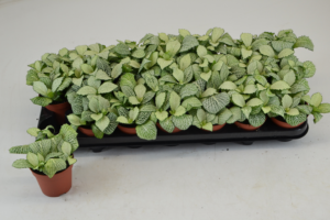 Fittonia Mosaic Snow Anne