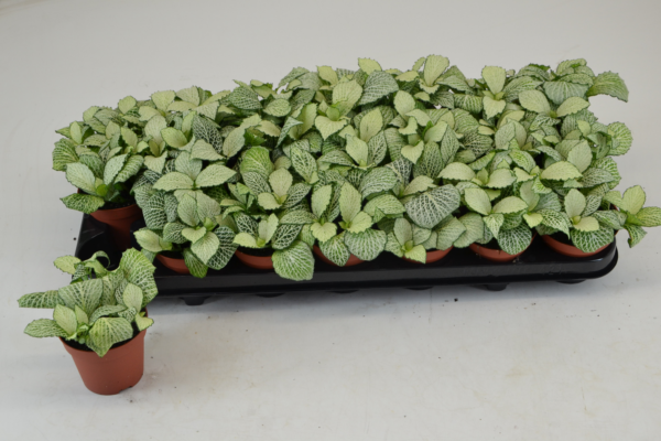 Fittonia Mosaic Snow Anne