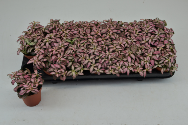 Fittonia Mosaic Zalm Forest Flame