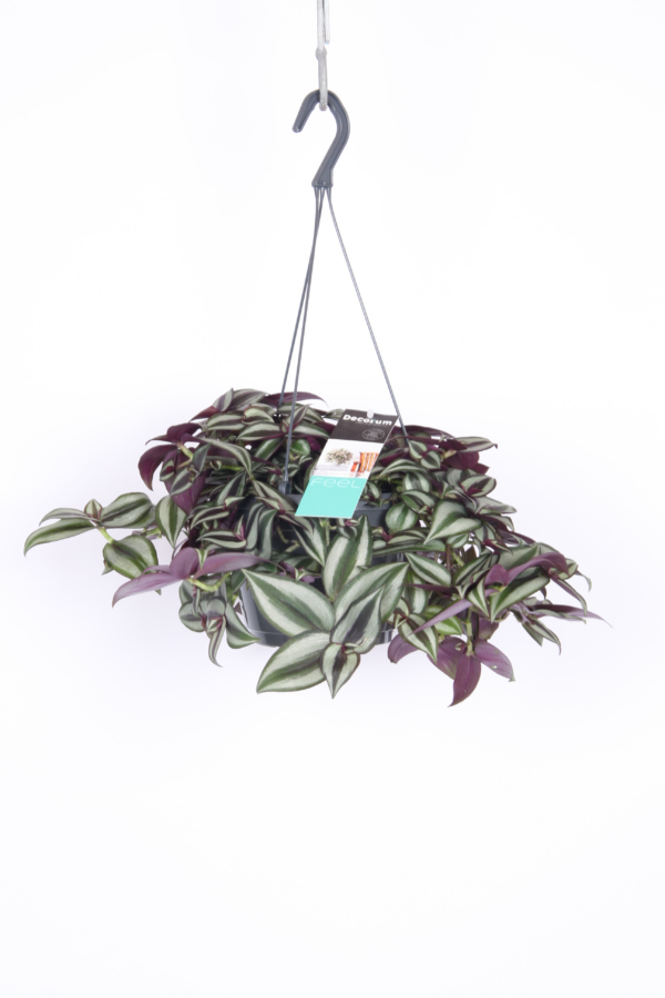 Tradescantia zebrina 'Purpusii'