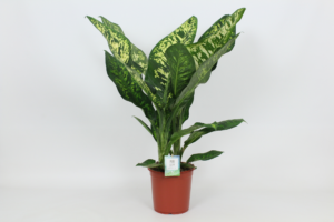 Dieffenbachia seguine 'Crown'
