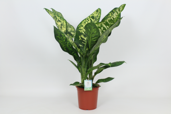 Dieffenbachia seguine 'Crown'