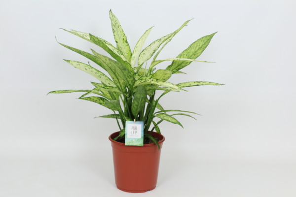 Dieffenbachia 'Vesuvius'