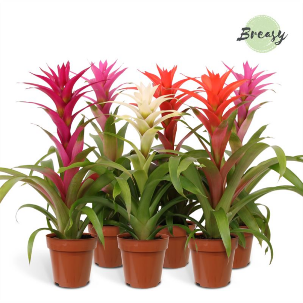Guzmania 'Charming'
