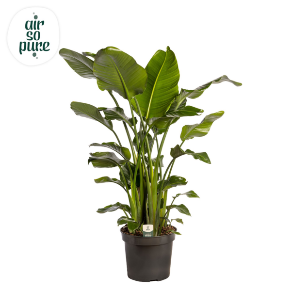 Strelitzia nicolai