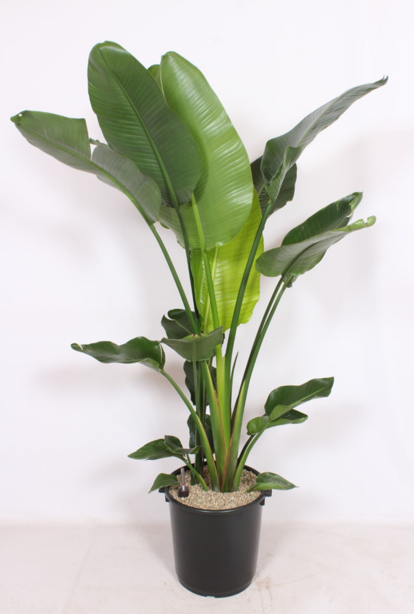 Strelitzia nicolai